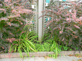 Toronto Leslieville Garden Cleanup Before by Paul Jung Gardening Services--a Toronto Gardening Company