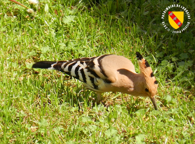 BAINVILLE-SUR-MADON (54) - Des oiseaux rares : les huppes fasciées