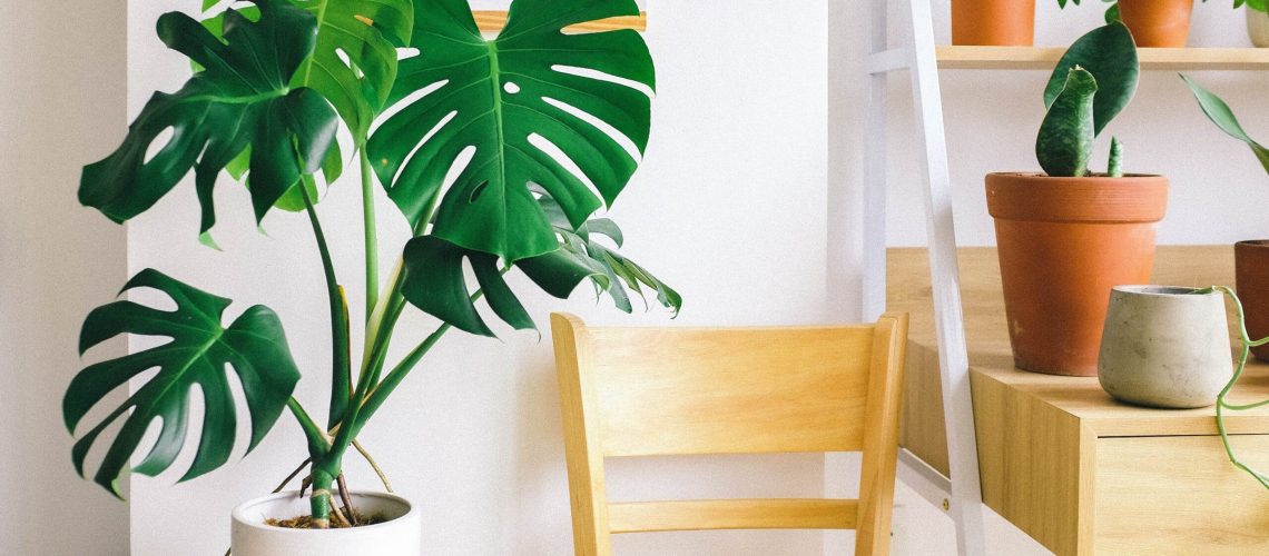 How to decorate with potted plants: check out 4 amazing tips!