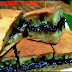 Resep martabak teplon + panduan cara membuatnya