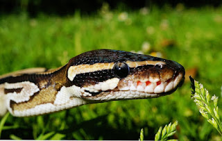 17 Tips On How To Get Rid Of Snakes From Your House