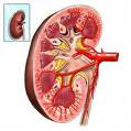 Kidney Creatinine