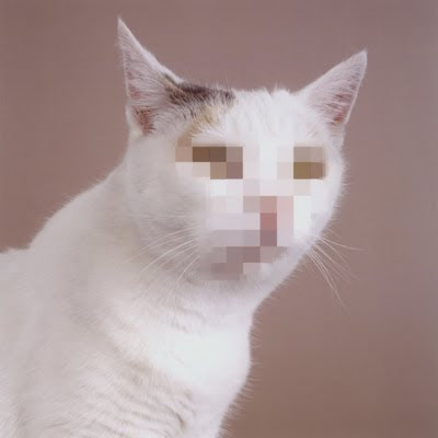 anonymous cat