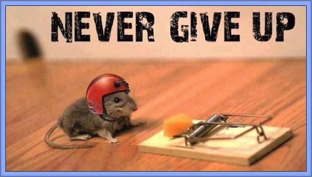 Mouse Trap - Giving Up Is Not An Option