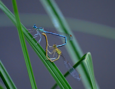 Libelle, Odonata, , Libellen, dragonfly, Libélula, libellule, Spinnen, spider, araignée, arañas, ragno, паук, con nhện, Spinning, spin