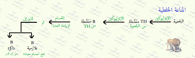 المناعة فى الإنسان - المناعة المكتسبة - خط الدفاع الثالث - المناعة الخلطية - الإفرازية - بالأجسام المضادة