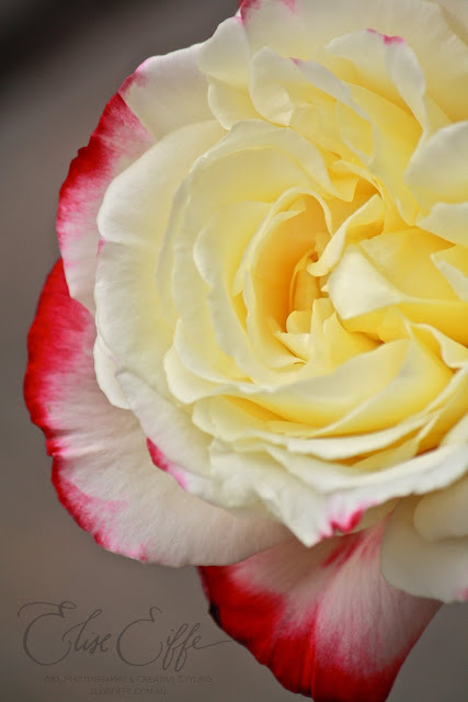 Vintage Multi Coloured Rose - Yellow, White & Deep Hot Pink Tipped Petals Close Up Photography Beautiful 