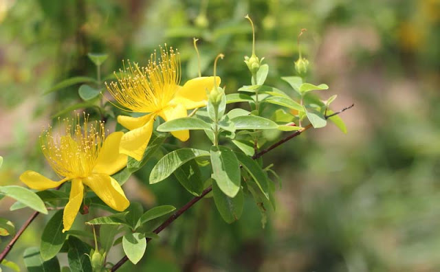 Hypericum Flowers