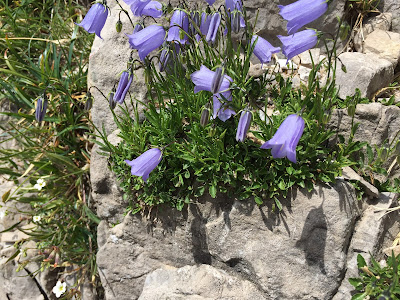 Campanula cochleariifolia – Earleaf Bellflower (Campanula con foglie di coclearia). 