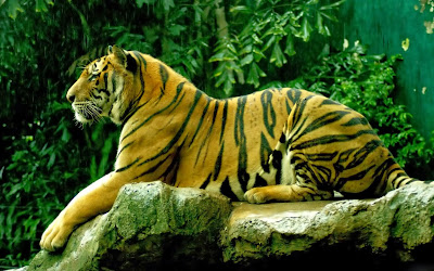 Tiger Hd Wallpapers