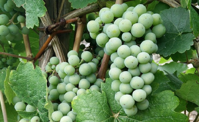 Riesling Grapes