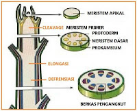 ciri-ciri jaringan meristem