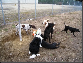 Nashua DOG