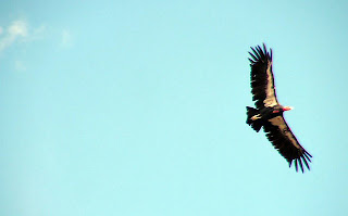 We saw 4 Condors this time. This is one of them.