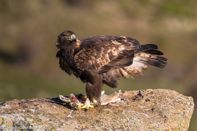 AGUILA REAL - Aquila Chrysaetos