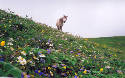 Roopkund Trek Ali bugyal Horse grazing