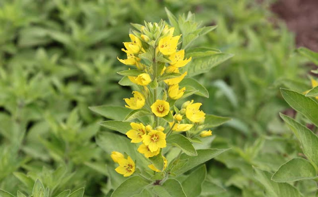 Lysimachia Punctata Flowers