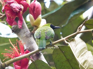 Greater Green Leafbird