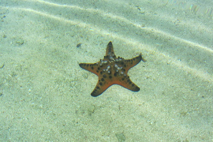 Estrella de mar