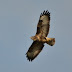 Buzzards have a life too.. support the petition please!