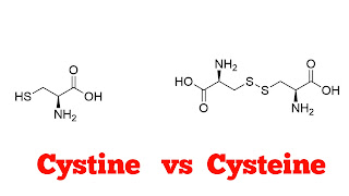 Cystine vs Cysteine: Know The Ultimate Difference