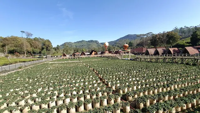 Kebun Strawberry Ciwalini: Destinasi Wisata Keluarga di Bandung