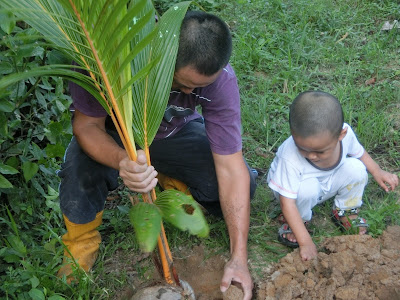 Ajar anak berkebun tanam pokok kelapa mudah dan cepat