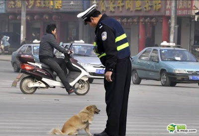 Dog And The Policeman Seen On www.coolpicturegallery.us