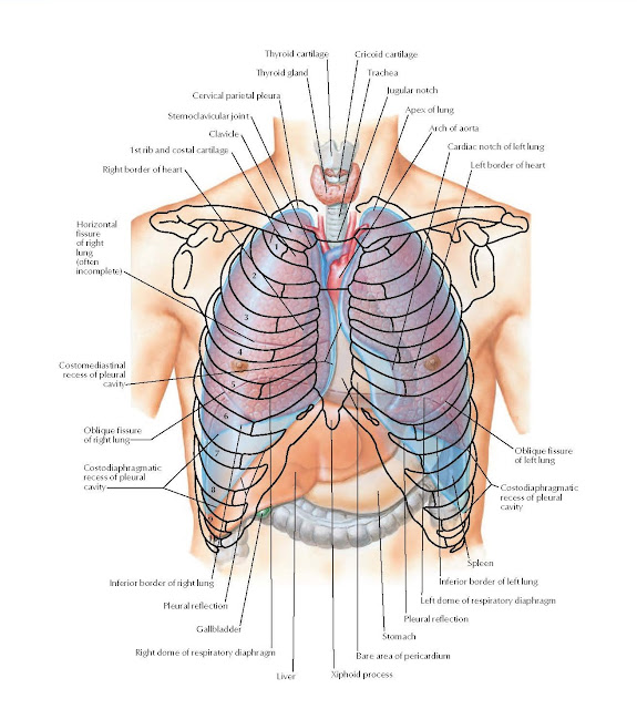 Topography of Lungs: Anterior View Anatomy  Thyroid cartilage, Thyroid gland, Cervical parietal pleura, Sternoclavicular joint, Clavicle 1st rib and costal cartilage, Right border of heart, Cricoid cartilage, Trachea, Jugular notch, Apex of lung, Arch of aorta, Cardiac notch of left lung, Left border of heart, Inferior border of right lung, Pleural reflection, Gallbladder, Right dome of respiratory diaphragm, Liver, Spleen, Inferior border of left lung, Left dome of respiratory diaphragm, Pleural reflection, Stomach, Bare area of pericardium, Xiphoid process, Oblique fissure of left lung, Costodiaphragmatic recess of pleural cavity, Oblique fissure of right lung, Costodiaphragmatic recess of pleural cavity.