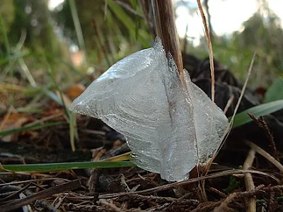 Essas flores de gelo não só existem na natureza, mas podem a ser vistas em locais onde o clima é bastante gelado. Isso corre apenas em alguns tipos de plantas devido a sua porosidade.