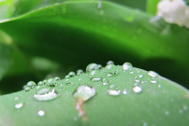 de mooiste foto's uit mijn tuin van mei 2013