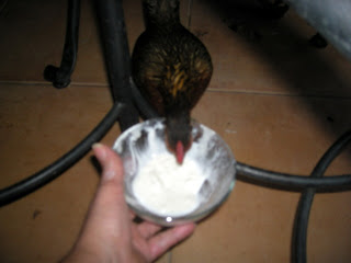 chicken eating yogurt, La Ceiba, Honduras