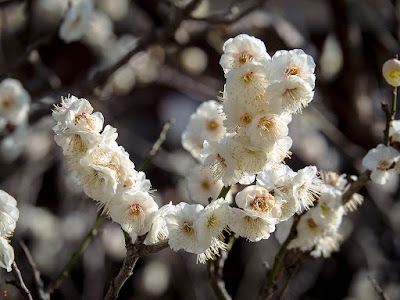 White ume blossoms: Engaku-ji