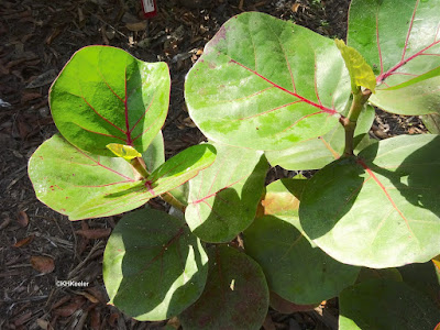 sea grape Cocoloba uvifera