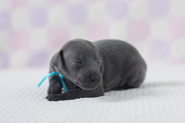 Italian Greyhound puppies