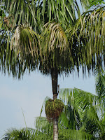 Амазонская пальма патава
