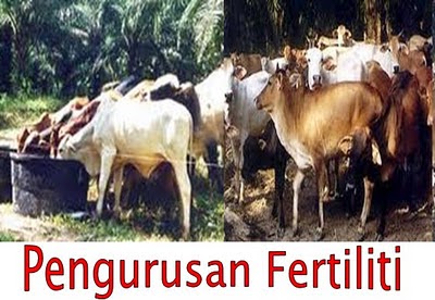 Bukan doktor veterinar: Ternak Lembu Daging / Tenusu