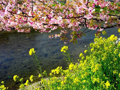 Spring Flower Sakura Photos by cool wallpapers at cool and beautiful wallpapers