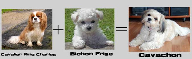 cavalier king C +bichon frise