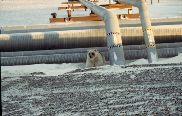A new study on bears included the genome of this bear, which was photographed in 1995 on Alaska's North Slope. Scientists had speculated that this bear was a brown bear-polar bear hybrid, but new research concludes that "this bear is not a hybrid, but simply a light-colored brown bear," according to University at Buffalo biologist Charlotte Lindqvist.Credit: Richard Shideler, Division of Wildlife Conservation, Alaska Department of Fish and Game