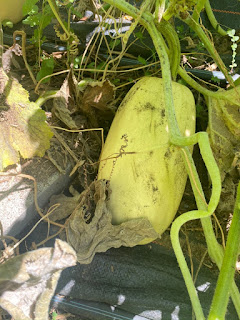 Spaghetti Squash