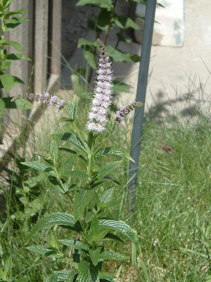 [Photo: Mentha sp. flower spike.]