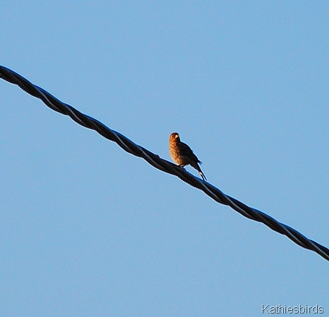 21. house finch-kab