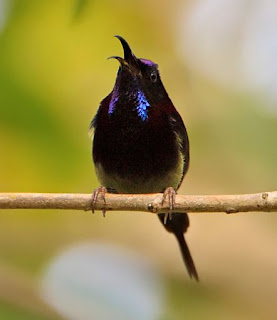 Suara Burung Black Throated Sunbird untuk Masteran