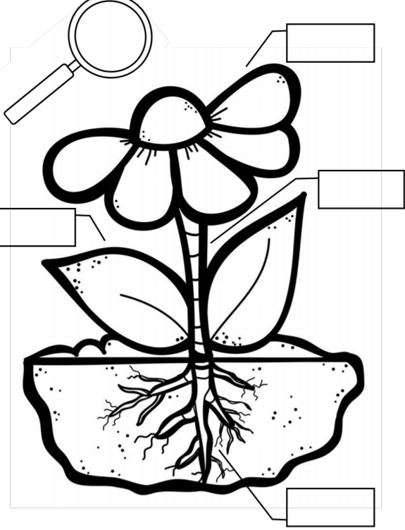 أوراق عمل أجزاء النباتات للصف الاول الاساسي