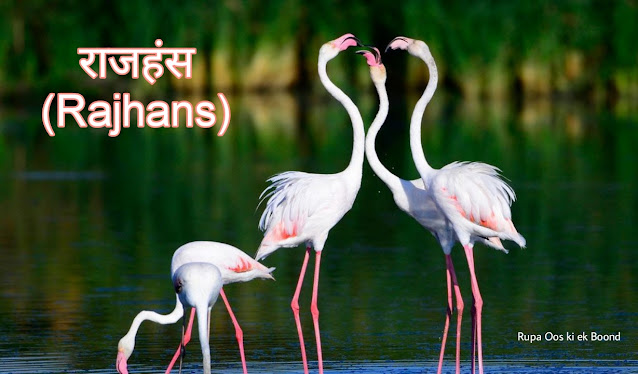 गुजरात का राजकीय/राज्य पक्षी || State Bird Of Gujarat ||