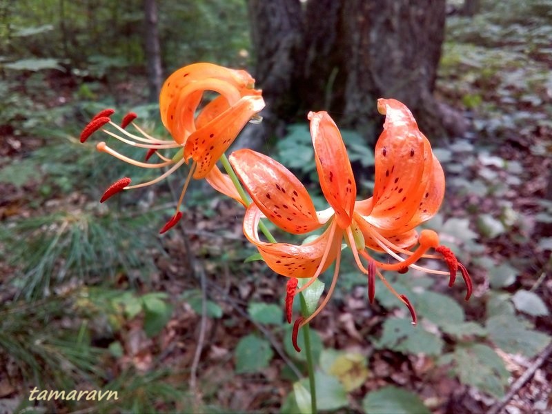 Лилия двурядная (Lilium distichum)