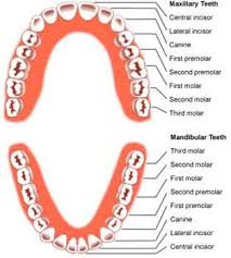 Susunan gigi dewasa 