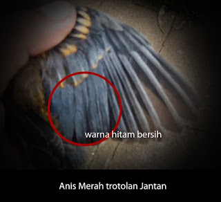 Anis Bird Red: Feature Feature And Easy Ways to Distinguish Anis Anis Red Red Males And Females