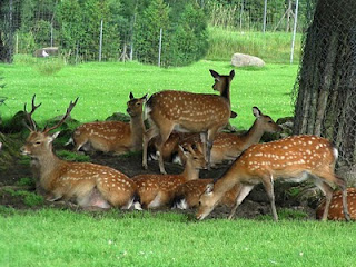 India Tours-Deer Park